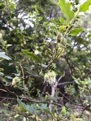Chorilaena quercifolia