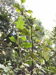 Chorilaena quercifolia