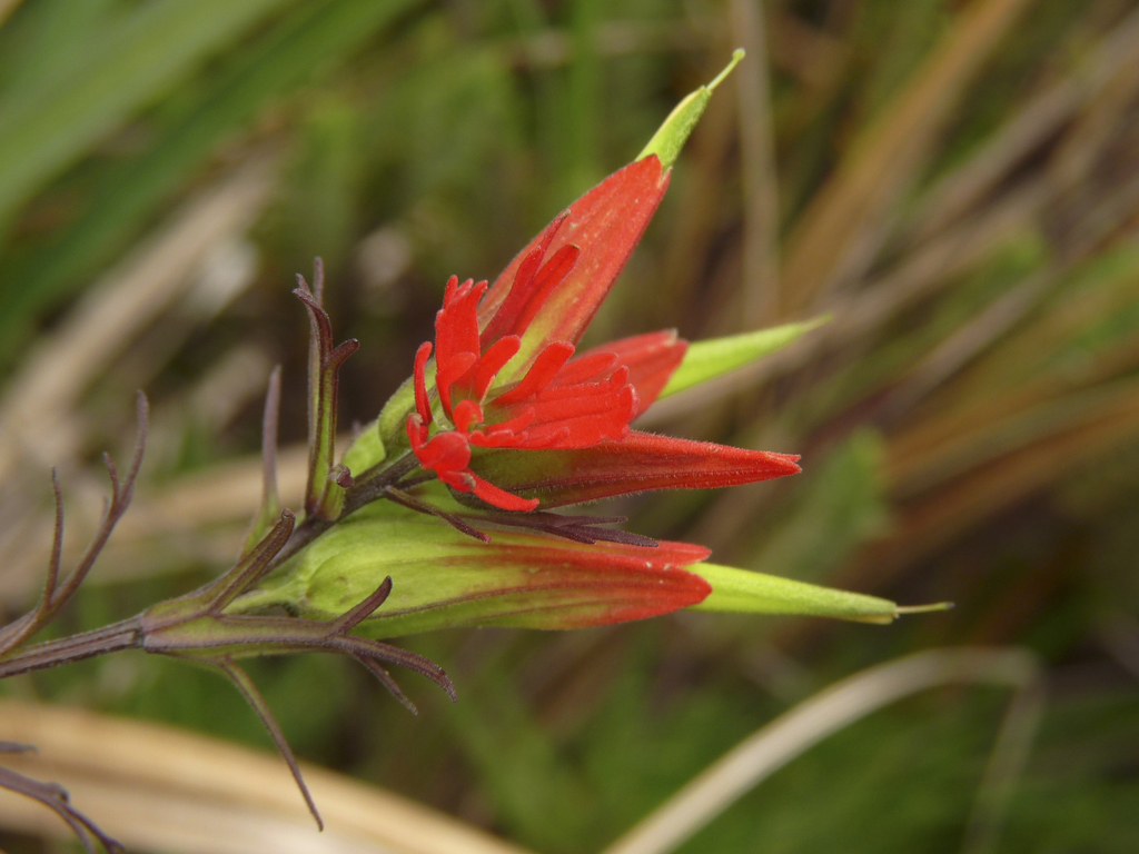 Castilleja fissifolia