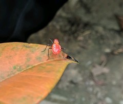 Dysdercus cingulatus