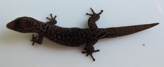 Sphaerodactylus