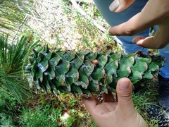 Pinus stylesii