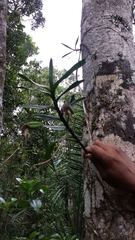 Angraecum viguieri image