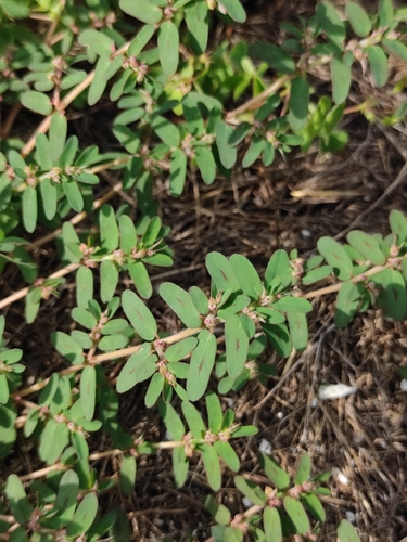 Spotted spurge
