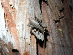 Gammarotettix cyclocercus