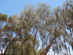 Acacia pendula