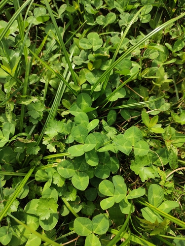 white clover