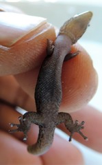 Sphaerodactylus