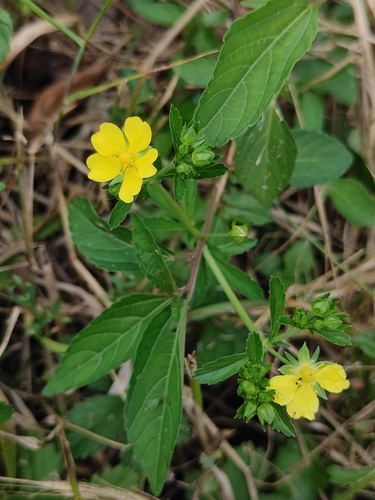 Potentilla kleiniana