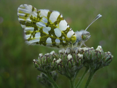 Euchloe ausonides