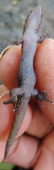 Sphaerodactylus