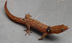 Sphaerodactylus vincenti