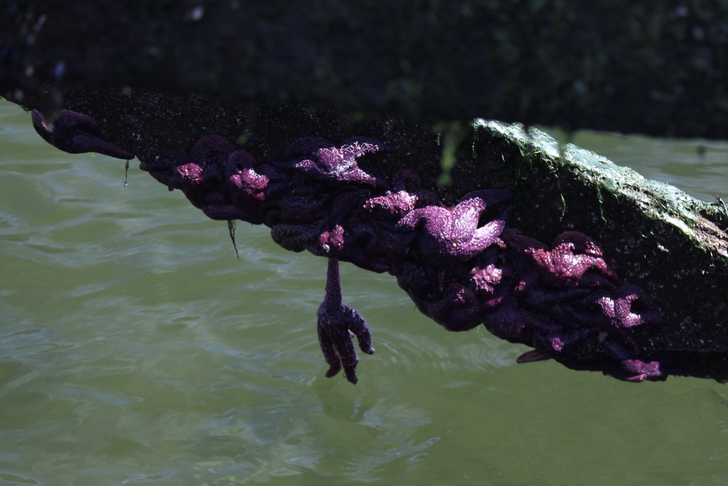 Photo of Ochre sea star (Pisaster ochraceus)