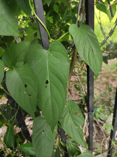 skunk vine