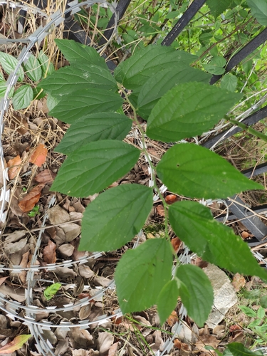 Chinese Hackberry