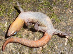 Sphaerodactylus vincenti