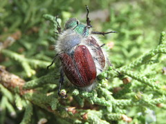 Paracotalpa granicollis