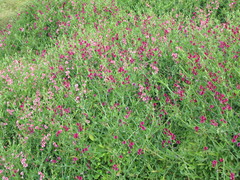 Lathyrus odoratus