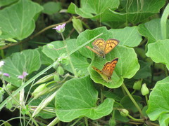 Lycaena edna