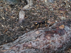 Urocerus flavicornis