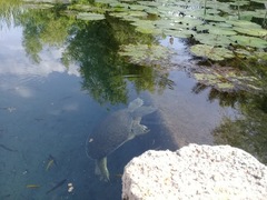 Apalone spinifera atra