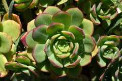 Aeonium haworthii
