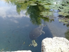 Apalone spinifera atra