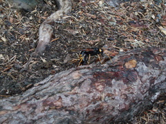 Urocerus flavicornis