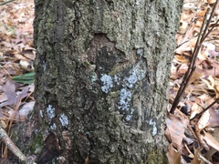 Biscogniauxia atropunctata