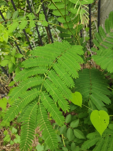 Persian silk tree