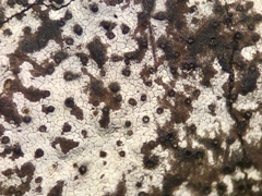 Biscogniauxia atropunctata