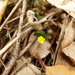 Hibbertia empetrifolia empetrifolia - Photo (c) Wayne Martin, algunos derechos reservados (CC BY-NC)