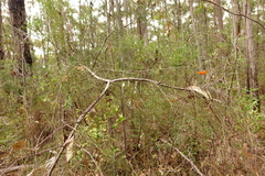 Hakea decurrens physocarpa