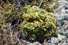 Aeonium haworthii