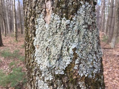 Crespoa crozalsiana