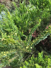 Acacia littorea