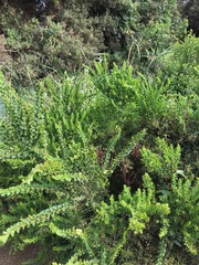 Acacia littorea