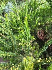 Acacia littorea