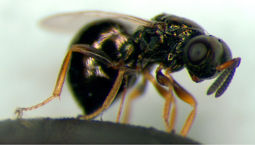 Blowfly Chalcid Wasp photo 5
