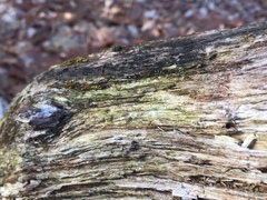 Cryptodiscus pallidus