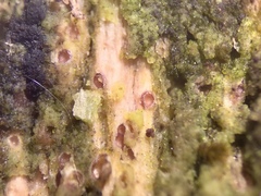 Cryptodiscus pallidus