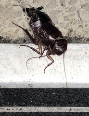 Blatta orientalis