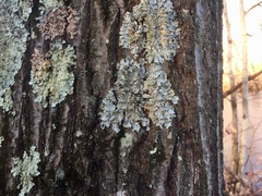 Parmotrema gardneri
