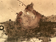 Cryptodiscus pallidus