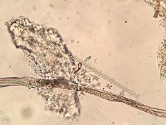 Cryptodiscus pallidus