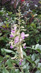 Millettia
