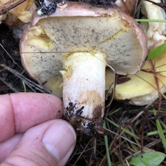 Suillus quiescens