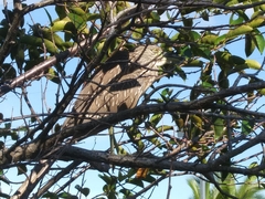 Nycticorax nycticorax image