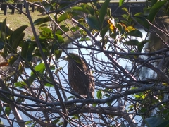 Nycticorax nycticorax image