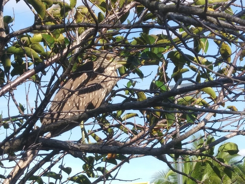 Nycticorax nycticorax image